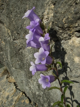 Campanula medium (J.-P. Mandin)